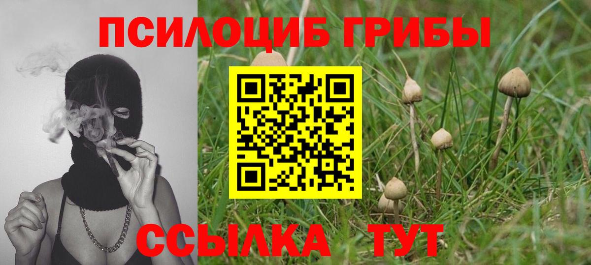Галлюциногенные грибы Psilocybine cubensis Павловский Посад